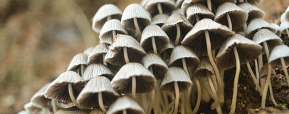 Фунготерапія: Чому рак не можна вилікувати грибами