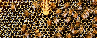 Апітерапія: Чи лікують бджолина отрута і сон на вуликах