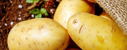Як вирощувати і готувати картоплю з користю для здоров'я