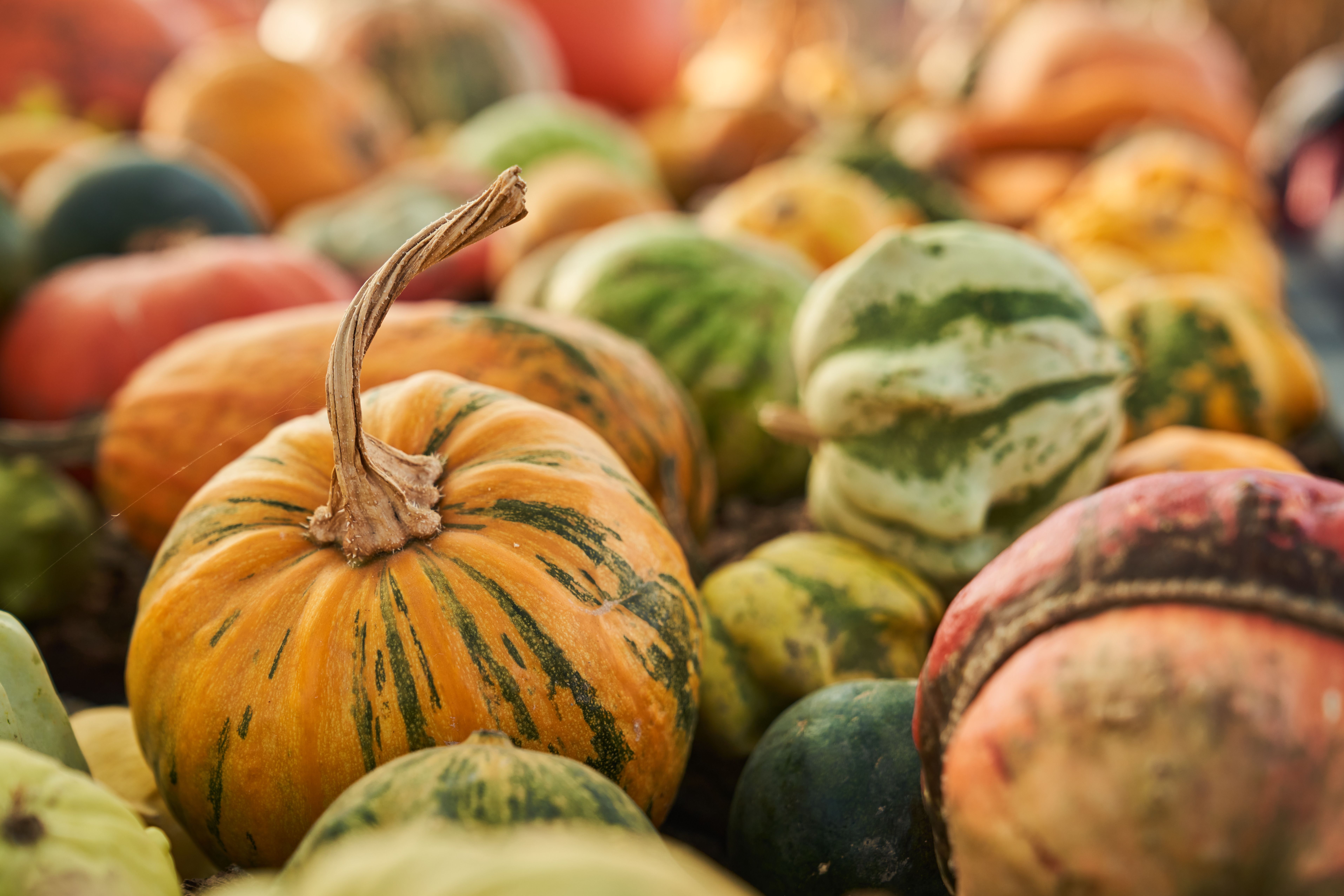 Various Striped Pumpkins Harvested Sunny Autumn Day Close Up Orange Green Pumpkins