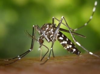 Що варто знати про малярію?