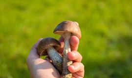Отруєння грибами: профілактика і перша допомога