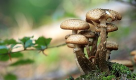 Цього року 174 людини отруїлися грибами. МОЗ України закликає не ризикувати здоров’ям